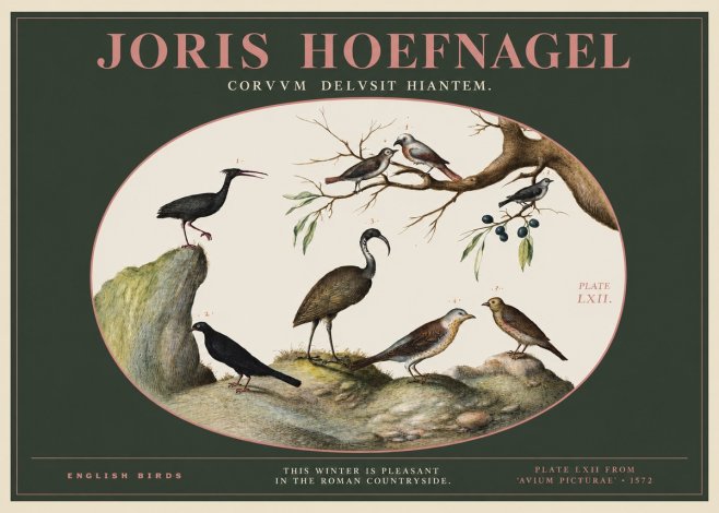 Joris Hoefnagel English Birds Plate Lxii No2 - Juliste