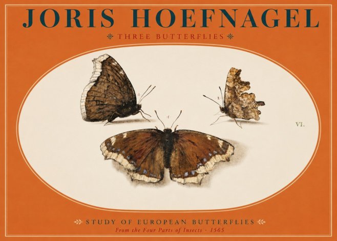 Joris Hoefnagel Three Butterflies I No2 - Juliste