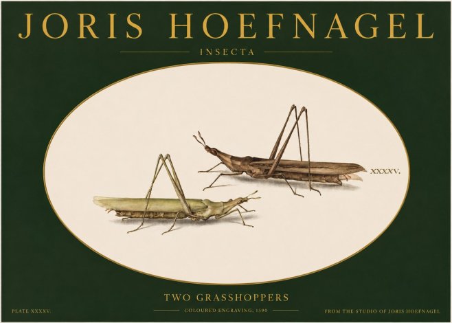 Joris Hoefnagel Two Grasshoppers No2 - Juliste