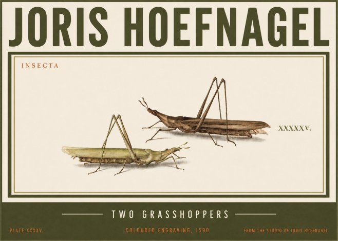 Joris Hoefnagel Two Grasshoppers No3 - Juliste