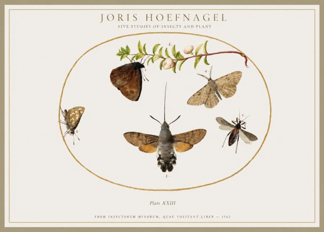 Joris Hoefnagel Five Studies of Insects and Plant No1 - Juliste