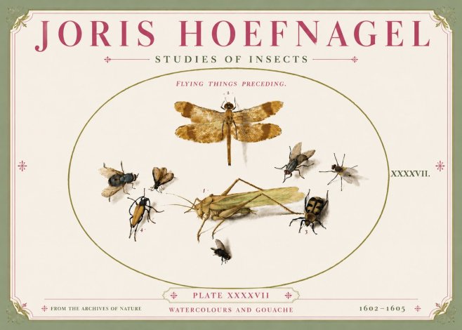 Joris Hoefnagel Flying Things Preceding. No5 - Juliste