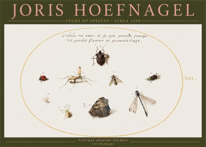 Joris Hoefnagel Study of Insects • Circa 1590 No2 - Juliste