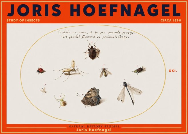 Joris Hoefnagel Study of Insects • Circa 1590 No3 - Juliste