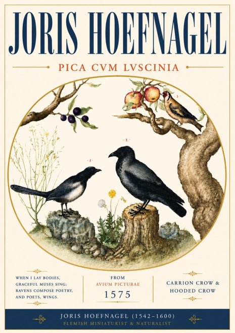 Joris Hoefnagel Carrion Crow & Hooded Crow No6 - Juliste