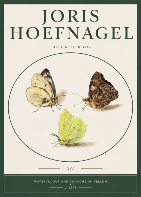 Joris Hoefnagel Three Butterflies II No2 - Juliste