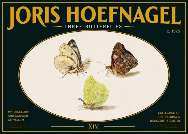Joris Hoefnagel Three Butterflies II No5 - Juliste