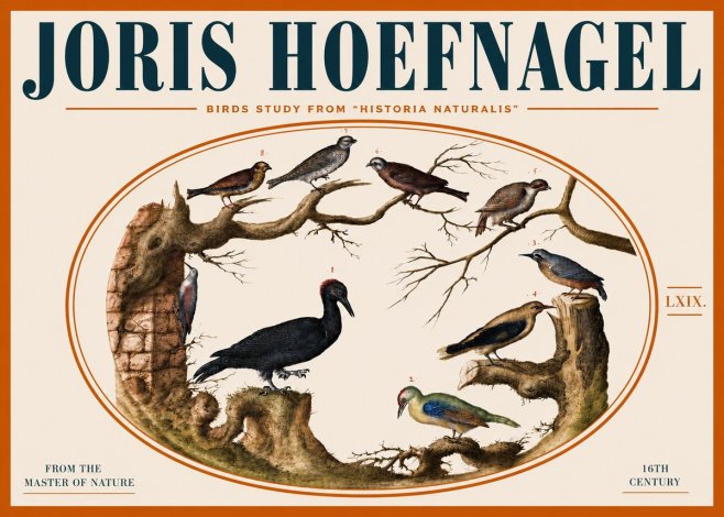 Joris Hoefnagel Birds in an Oval Frame No5 - Juliste