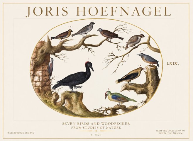 Joris Hoefnagel Birds in an Oval Frame No6 - Juliste