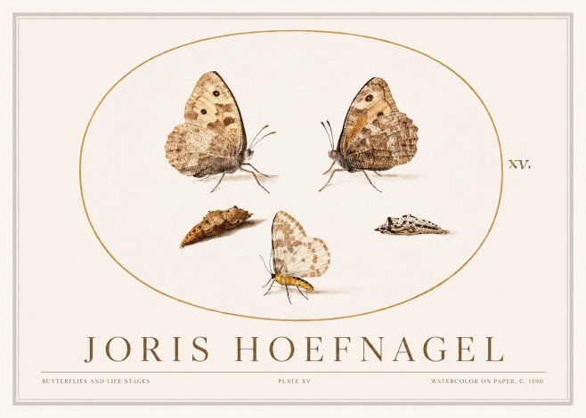 Joris Hoefnagel Butterflies and Life Stages - Plate Xv No1 - Juliste