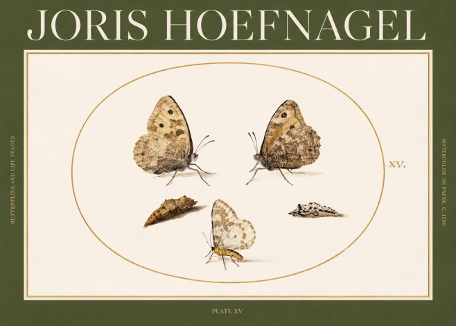 Joris Hoefnagel Butterflies and Life Stages - Plate Xv No2 - Juliste