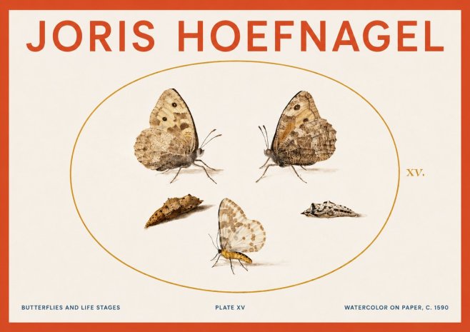 Joris Hoefnagel Butterflies and Life Stages - Plate Xv No3 - Juliste