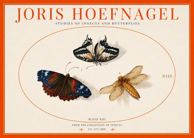 Joris Hoefnagel Studies of Insects - Plate Xiii No3 - Juliste