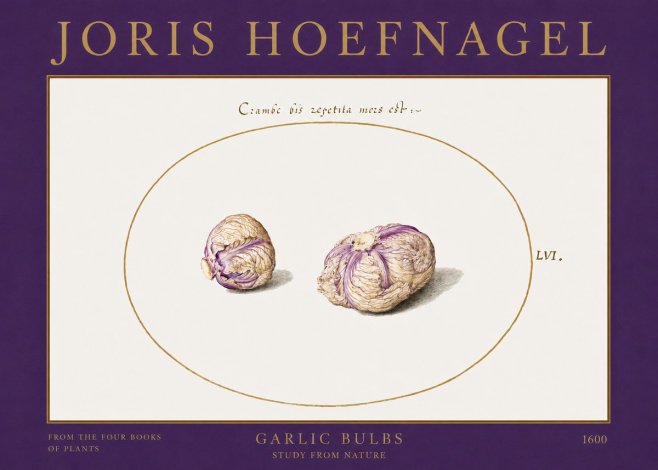 Joris Hoefnagel Garlic Bulbs Study from Nature No2 - Juliste