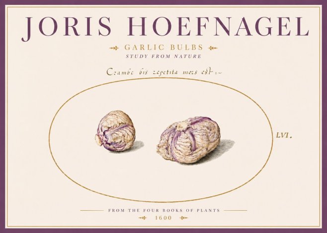 Joris Hoefnagel Garlic Bulbs Study from Nature No5 - Juliste