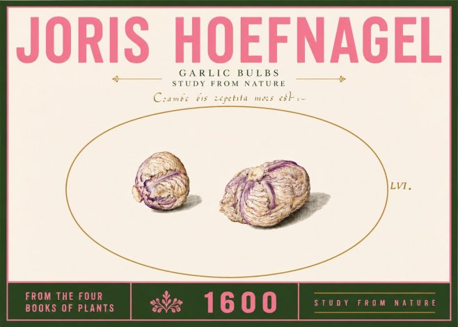 Joris Hoefnagel Garlic Bulbs Study from Nature No6 - Juliste