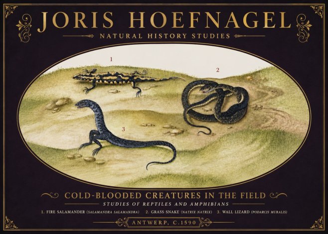 Joris Hoefnagel Cold-blooded Creatures in the Field No6 - Juliste