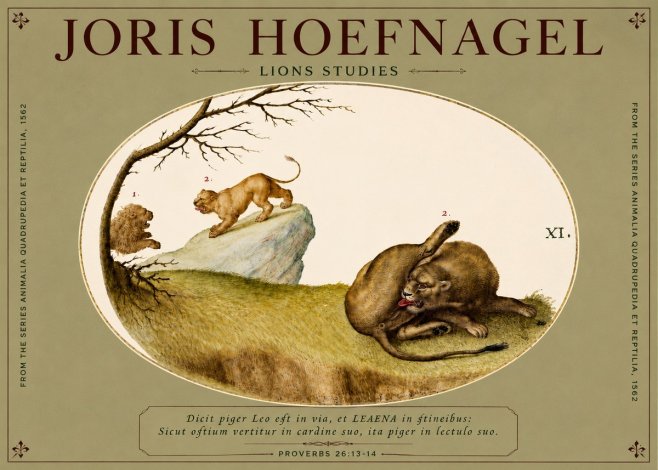 Joris Hoefnagel Lions Studies No4 - Juliste