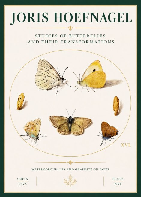Joris Hoefnagel Studies of Butterflies and Their Transformations No4 - Juliste