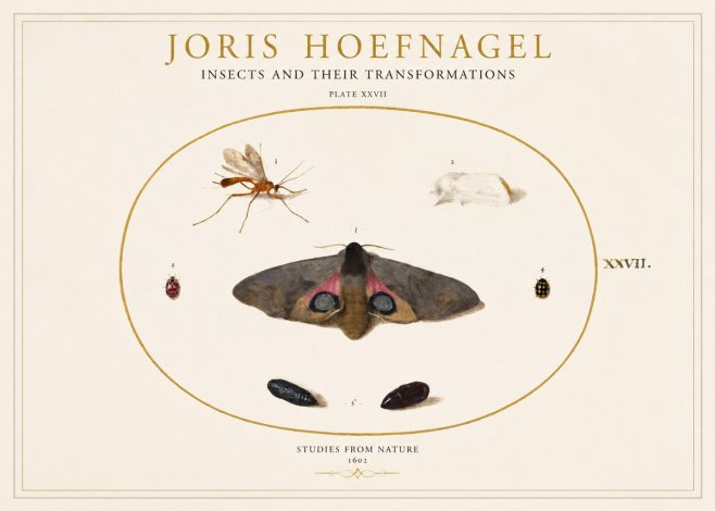 Joris Hoefnagel Insects and Their Transformations - Plate Xxvii No1 - Juliste