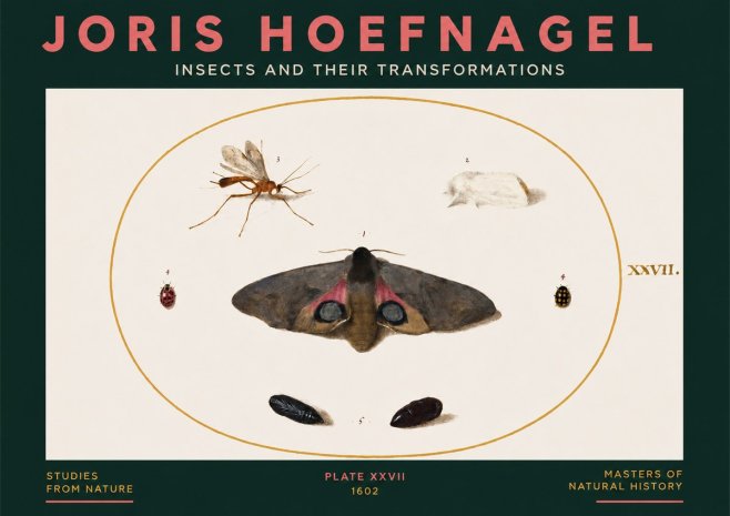 Joris Hoefnagel Insects and Their Transformations - Plate Xxvii No3 - Juliste