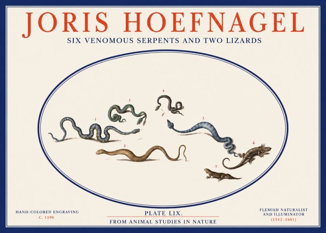 Joris Hoefnagel Six Venomous Serpents and Two Lizards No2 - Juliste