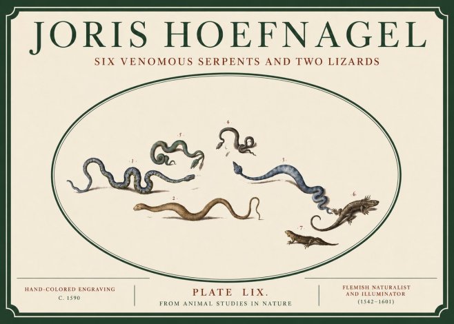 Joris Hoefnagel Six Venomous Serpents and Two Lizards No3 - Juliste