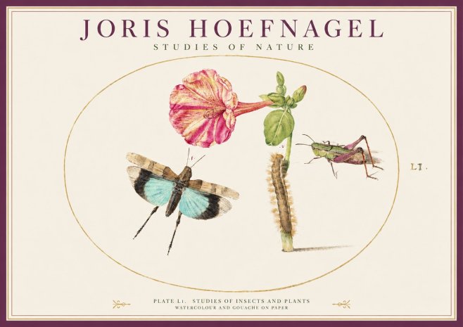 Joris Hoefnagel Plate L1. Studies of Insects and Plants No1 - Juliste