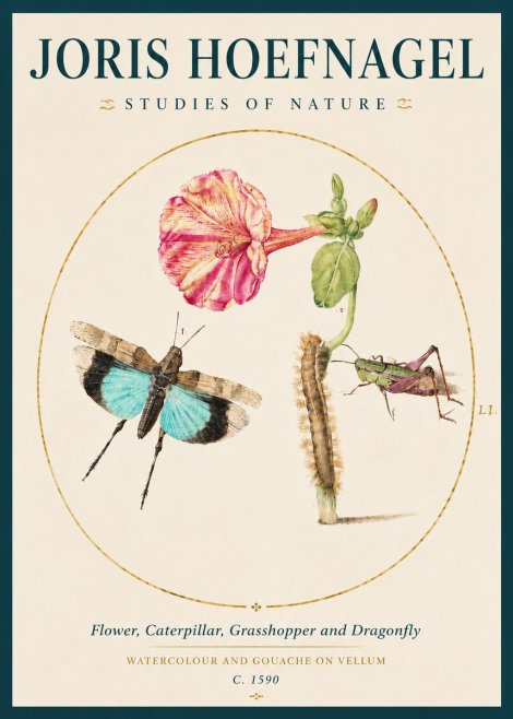 Joris Hoefnagel Plate L1. Studies of Insects and Plants No4 - Juliste