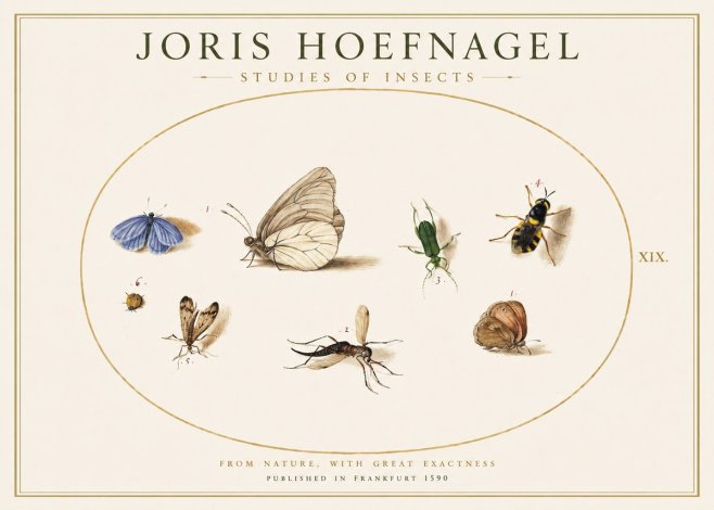 Joris Hoefnagel Studies of Insects V No1 - Juliste