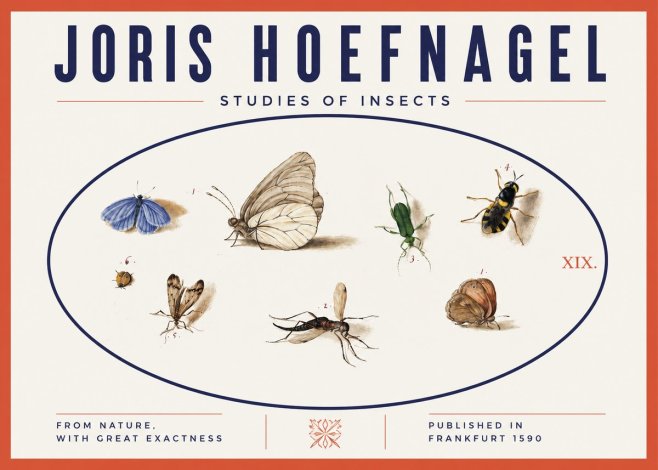 Joris Hoefnagel Studies of Insects V No3 - Juliste