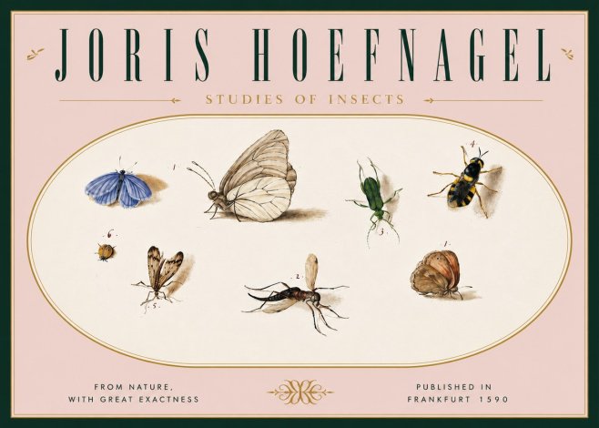 Joris Hoefnagel Studies of Insects V No6 - Juliste