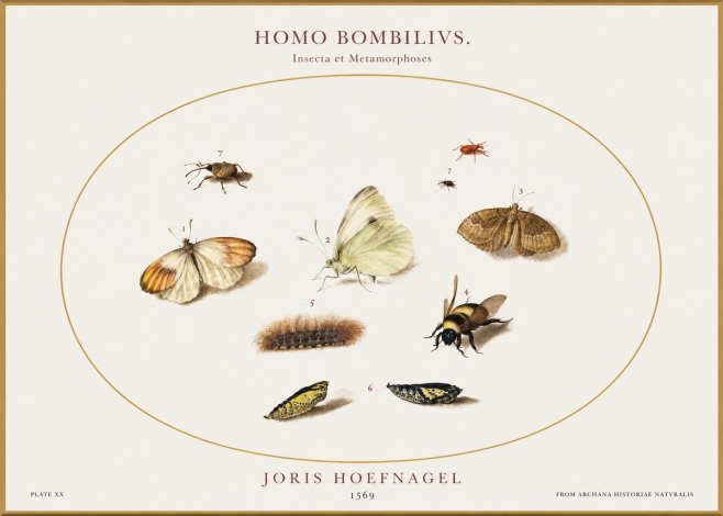 Joris Hoefnagel Homo Bombilivs. Insecta Et Metamorphoses No1 - Juliste