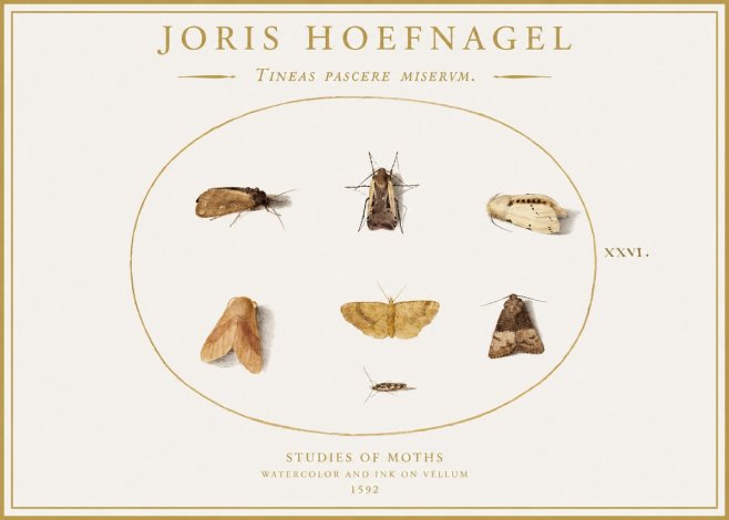 Joris Hoefnagel Studies of Moths II No1 - Juliste