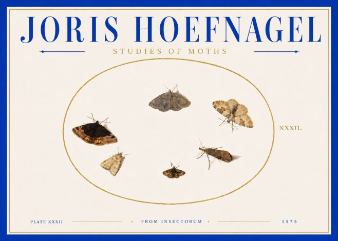 Joris Hoefnagel Studies of Moths III No6 - Juliste