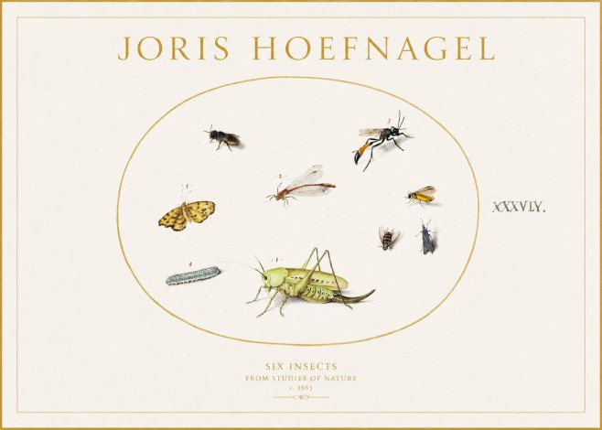 Joris Hoefnagel Six Insects from Studies of Nature C. 1565 No1 - Juliste