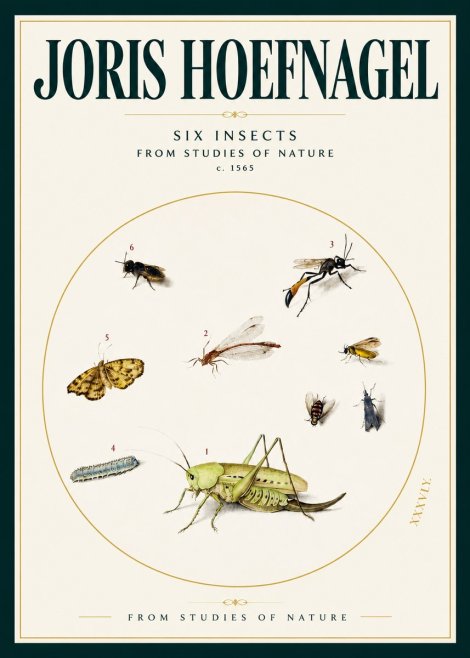 Joris Hoefnagel Six Insects from Studies of Nature C. 1565 No2 - Juliste