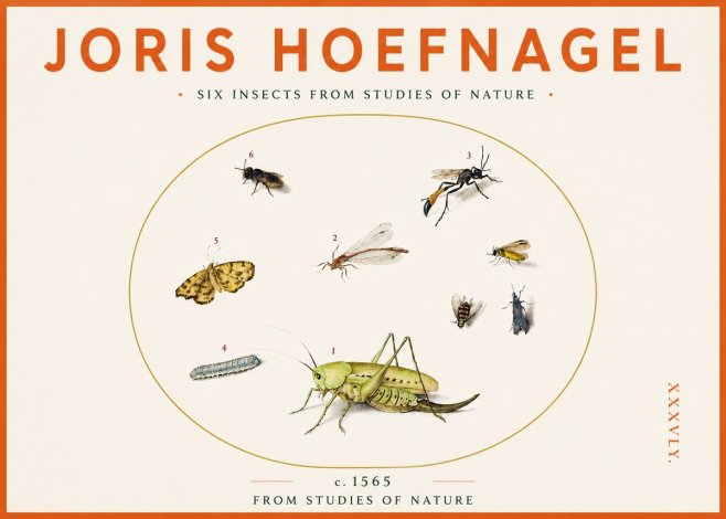 Joris Hoefnagel Six Insects from Studies of Nature C. 1565 No3 - Juliste