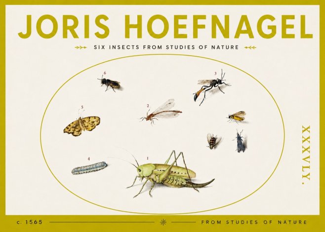 Joris Hoefnagel Six Insects from Studies of Nature C. 1565 No4 - Juliste