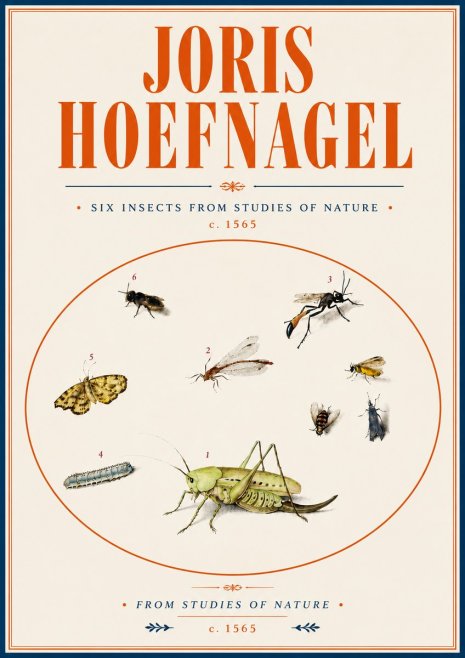 Joris Hoefnagel Six Insects from Studies of Nature C. 1565 No6 - Juliste