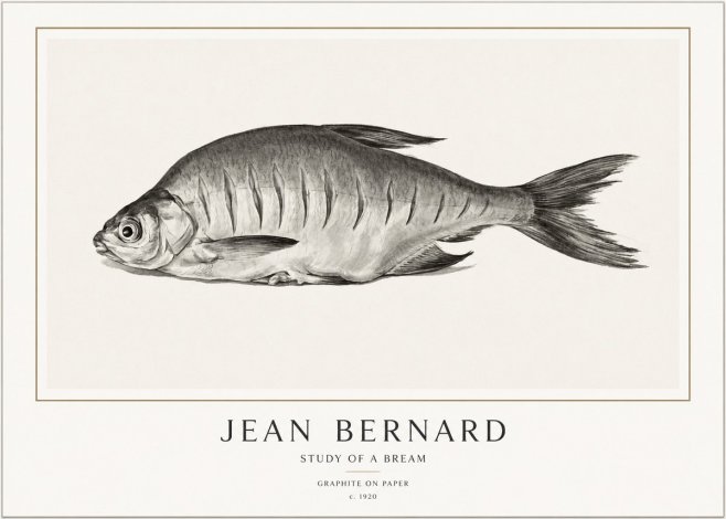 Jean Bernard Study of a Bream No1 - Juliste