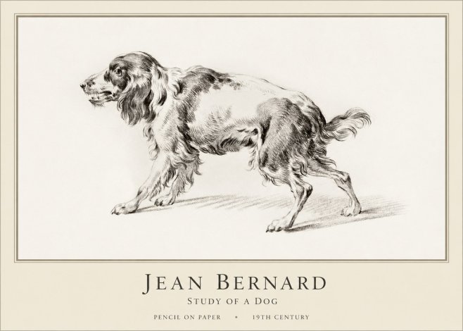 Jean Bernard Study of a Dog V No1 - Juliste