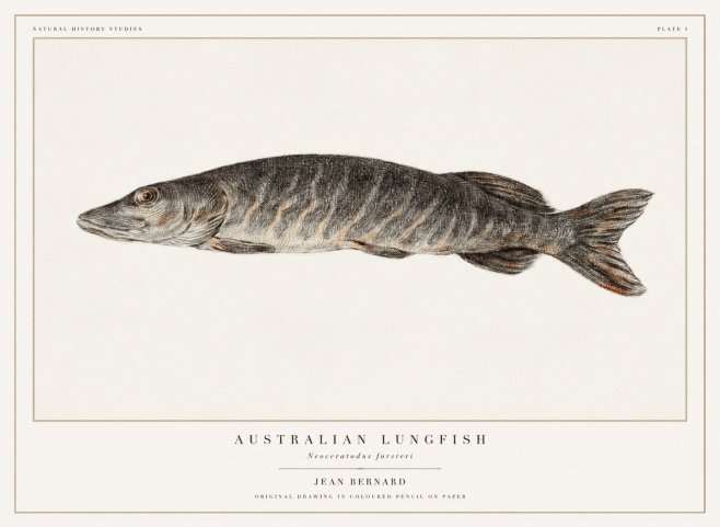 Jean Bernard Australian Lungfish No1 - Juliste
