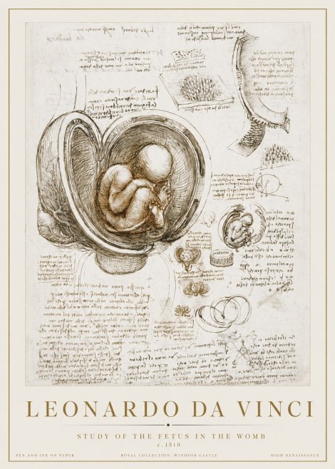 Leonardo da Vinci Studies of the Fetus in the Womb No3 - Juliste