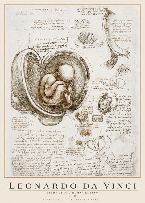 Leonardo da Vinci Studies of the Fetus in the Womb No4 - Juliste