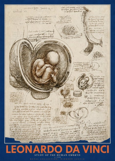 Leonardo da Vinci Studies of the Fetus in the Womb No5 - Juliste