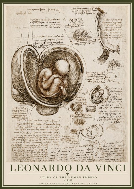 Leonardo da Vinci Studies of the Fetus in the Womb No6 - Juliste