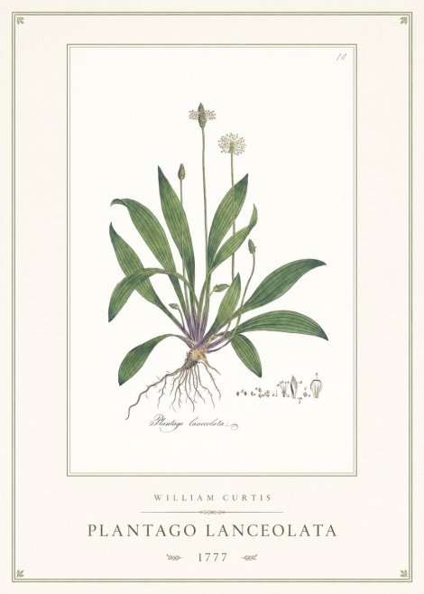 William Curtis Plantago Lanceolata II No1 - Juliste