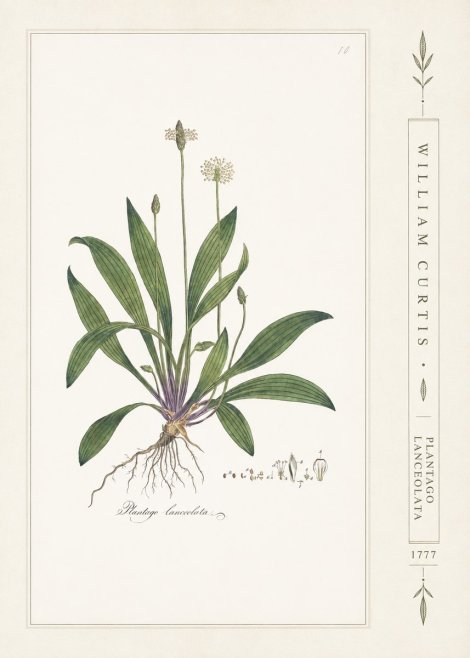 William Curtis Plantago Lanceolata II No2 - Juliste
