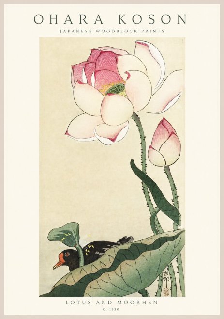 Ohara Koson Lotus and Moorhen No1 - Juliste
